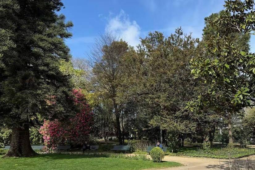 Azaleas in flower beside a gravel path in the Jardins do Palácio de Cristal